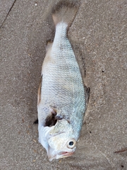 Larimus fasciatus