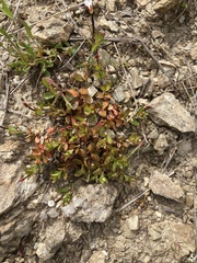 Epilobium hectori