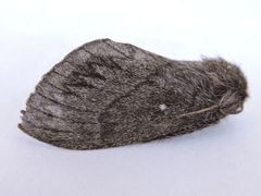 Gloveria arizonensis