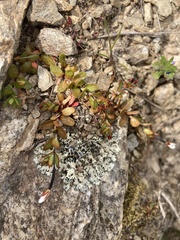 Epilobium hectori
