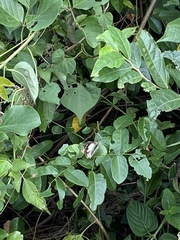 Appias indra aristoxemus