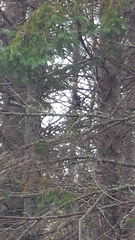 Cyanocitta cristata image