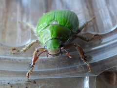 Brachysternus prasinus