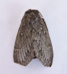 Gloveria arizonensis