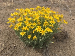 Eriophyllum lanatum integrifolium