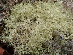 Media resource of Cladonia uncialis
