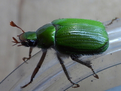 Brachysternus prasinus