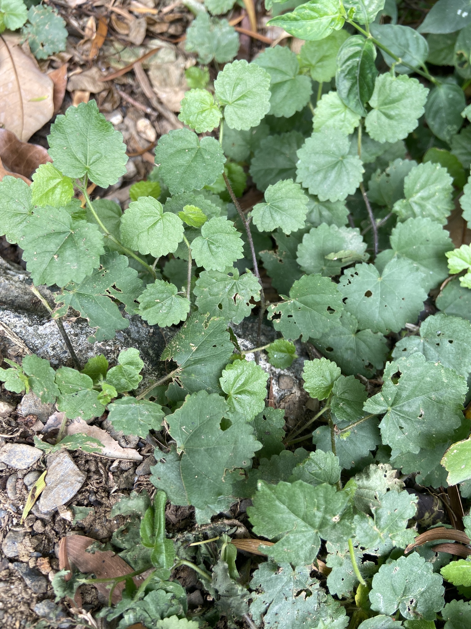 Sida javensis