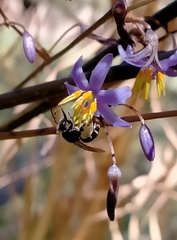 Lipotriches australica