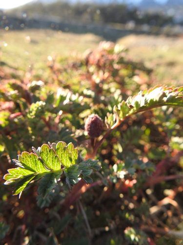 Image of Acaena tenera by (c) María Regina Silva, some rights reserved (CC BY)