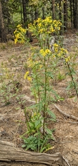 Senecio eremophilus