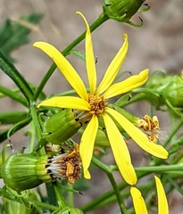Senecio eremophilus