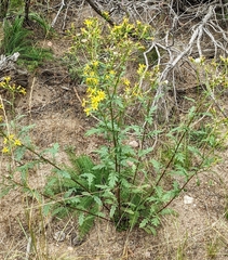 Senecio eremophilus