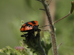 Stiretrus decastigmus