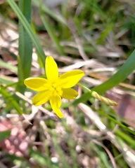 Tricoryne