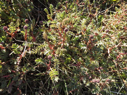 Image of Acaena tenera by (c) María Regina Silva, some rights reserved (CC BY)