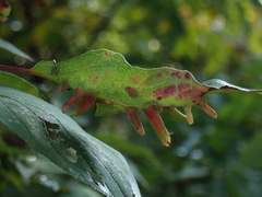 Craneiobia tuba