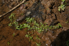 Callitriche terrestris