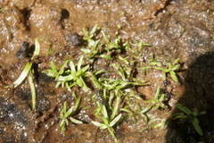 Callitriche terrestris