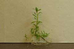 Callitriche terrestris