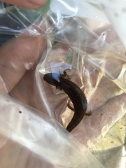 Pseudotriton ruber schencki