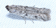 Phycitodes mucidella