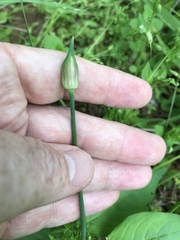 Allium canadense canadense