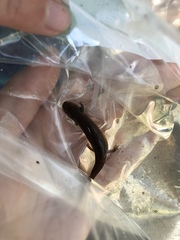 Pseudotriton ruber schencki