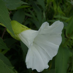 Calystegia sepium limnophila