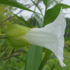 Calystegia sepium limnophila