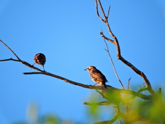 Sturnus vulgaris