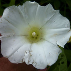 Calystegia sepium limnophila