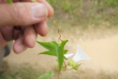 Calystegia sepium limnophila