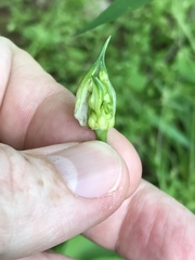 Allium canadense canadense
