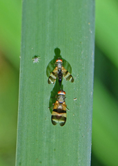 Chaetopsis massyla