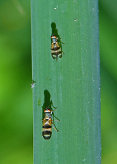 Chaetopsis massyla