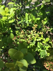 Notanthera heterophyllus