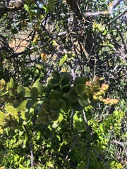 Notanthera heterophyllus