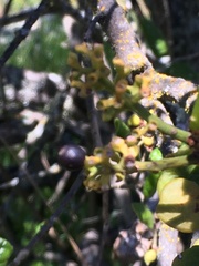 Notanthera heterophyllus