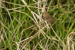 Stegosatyrus periphas