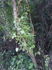 Muehlenbeckia australis × complexa