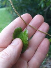Muehlenbeckia australis × complexa