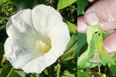 Calystegia sepium limnophila