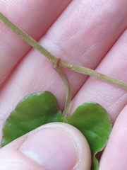 Muehlenbeckia australis × complexa