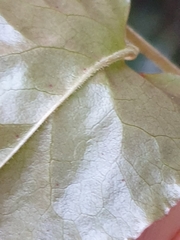 Muehlenbeckia australis × complexa