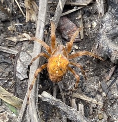 Araneus diadematus
