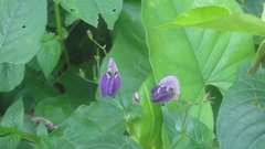 Brillantaisia lamium