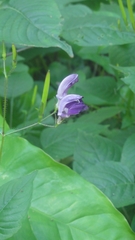 Brillantaisia lamium