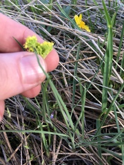 Lomatium ambiguum