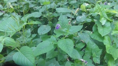 Brillantaisia lamium